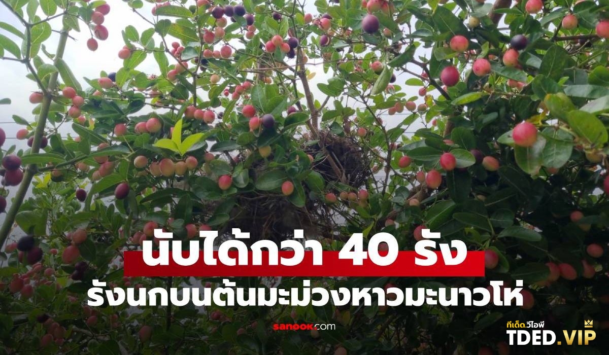 เลขดังงวดนี้