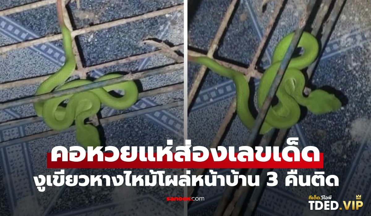 เลขดังงวดนี้