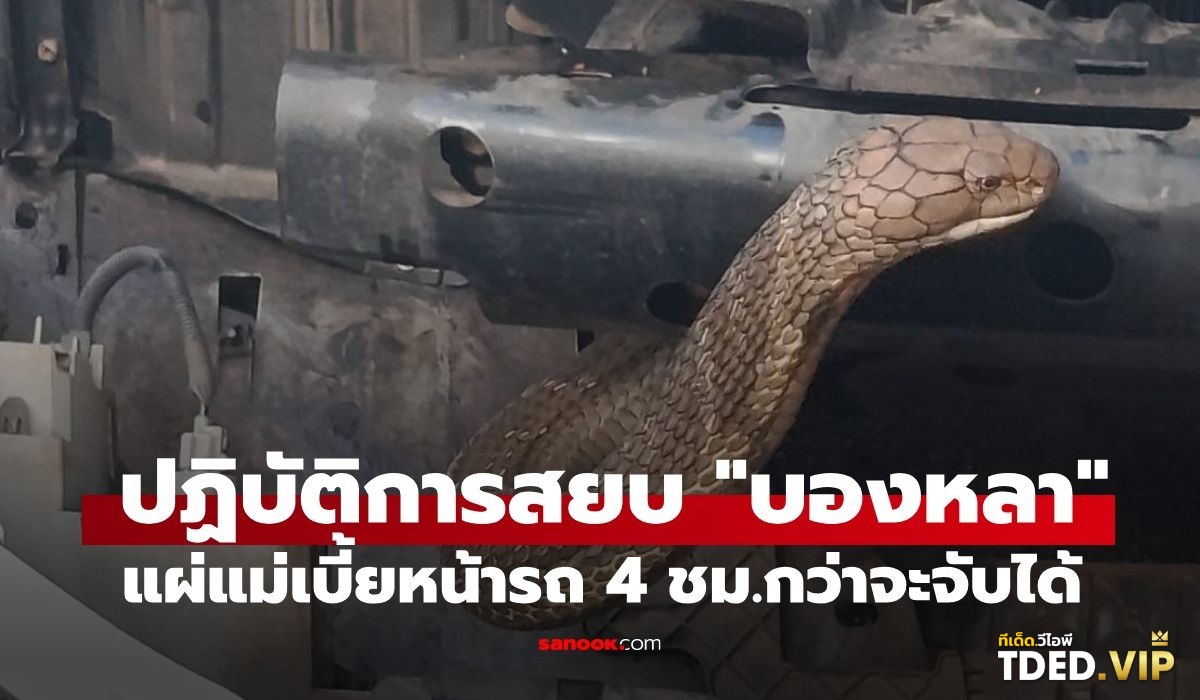 TDED.VIP รวมเลขเด็ด เลขดัง จากหลากหลายสำนักที่นี่! เลขดังงวดนี้